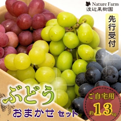 先行受付 ご自宅用ぶどうおまかせセット 約1.3kg 令和8年度 三条市産 【014S172】