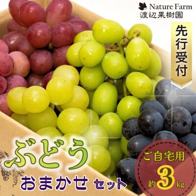 先行受付 ご自宅用ぶどうおまかせセット 約3kg 令和8年度三条市産 【028S056】
