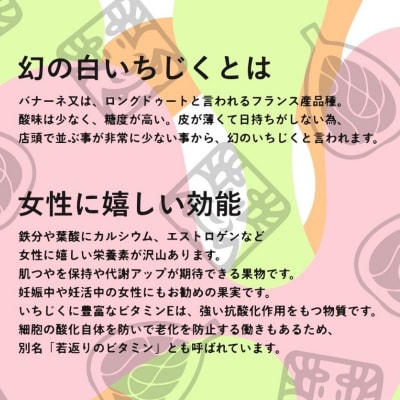 【数量限定】幻の白いイチジク吉野葛アイスバー　5本入り