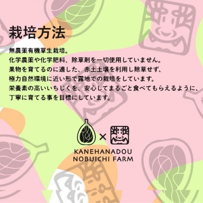 【数量限定】幻の白いイチジク吉野葛アイスバー　5本入り