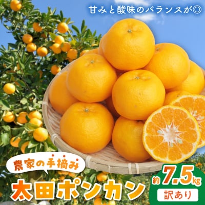 〈先行受付〉訳あり 農家の手摘み 太田 ポンカン約7.5kg_S040-012A