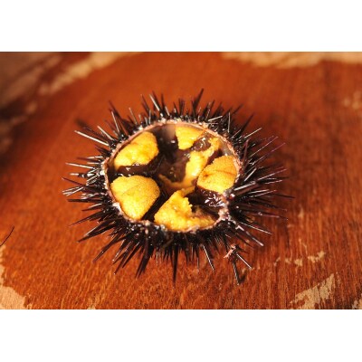 【期間限定】北三陸産 天然生うに180g×5本(牛乳瓶入りウニ) 