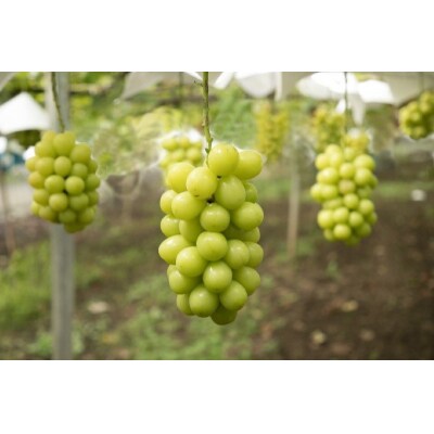 【2026年配送分】甲府市産自然塾のシャインマスカット3kg(5～7房)