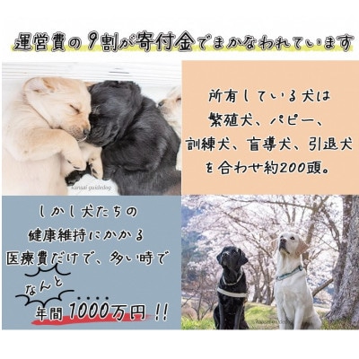 盲導犬訓練 支援寄付[盲導犬協会オリジナルグッズ]タオル・エコバッグなど4点