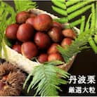 【先行受付】宮本屋の丹波栗 厳選大粒