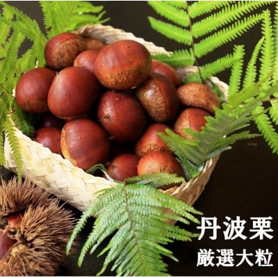 【先行受付】宮本屋の丹波栗 厳選大粒