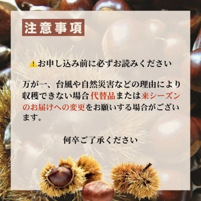 【先行受付】期間限定 丹波栗 厳選大粒 1.2kg<丹波四季菜料理 宮本屋>