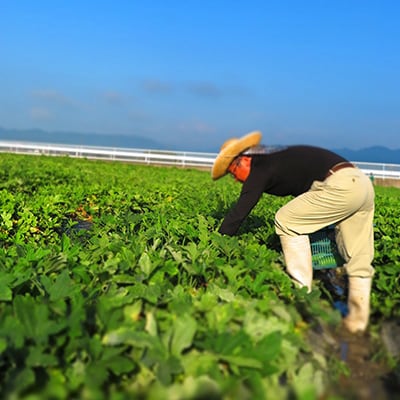 【6月～9月中旬発送】夏の厳選 京漬物 詰合せ