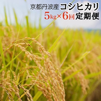 【毎月定期便】JA京都 たわわ朝霧の京都丹波産 コシヒカリ5kg 全6回