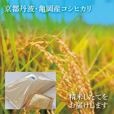 【毎月定期便】JA京都 たわわ朝霧の京都丹波産 コシヒカリ5kg全12回