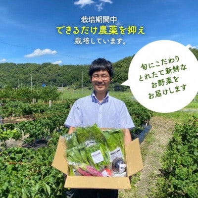 新鮮 旬の京野菜 詰め合わせ レギュラーコース 1回 京都 野菜セット 個包装でお届け