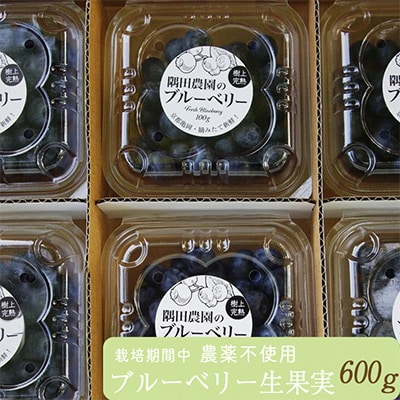 朝摘み完熟ブルーベリー生果実　600g・栽培期間中農薬不使用【すだ農園】※7月中旬頃より順次発送