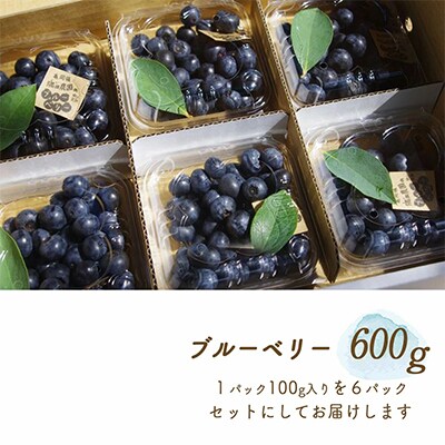 朝摘み完熟ブルーベリー生果実　600g・栽培期間中農薬不使用【すだ農園】※7月中旬頃より順次発送