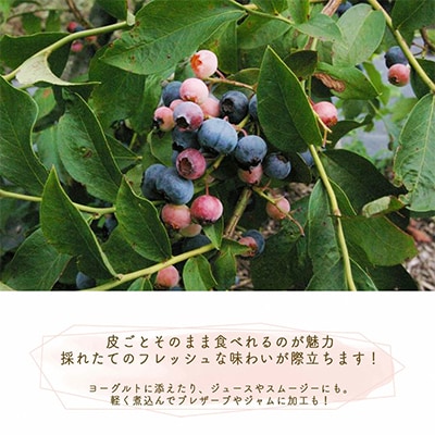 朝摘み完熟ブルーベリー生果実　600g・栽培期間中農薬不使用【すだ農園】※7月中旬頃より順次発送