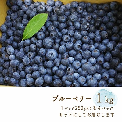 朝摘み完熟ブルーベリー生果実　1kg・栽培期間中農薬不使用【すだ農園】※7月中旬頃より順次発送