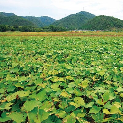 京都で造った紫芋焼酎 古都の煌25度1.8L 夢乃村咲25度1.8L 各1本
