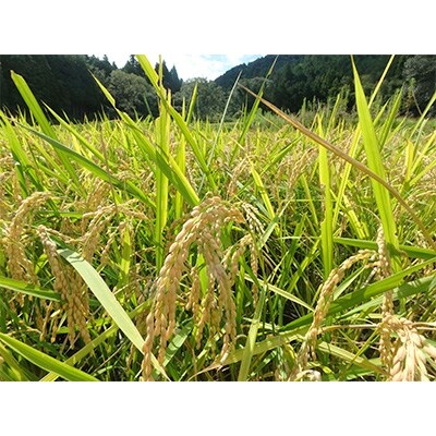 京都・神前米　キヌヒカリ　5kg ☆精米したてをお届け
