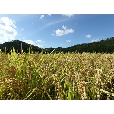 京都・神前米　キヌヒカリ　5kg ☆精米したてをお届け