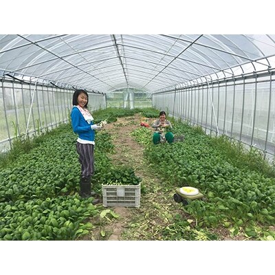 369商店の【京都丹波産旬野菜セットデラックス】栽培期間中農薬・化学肥料不使用