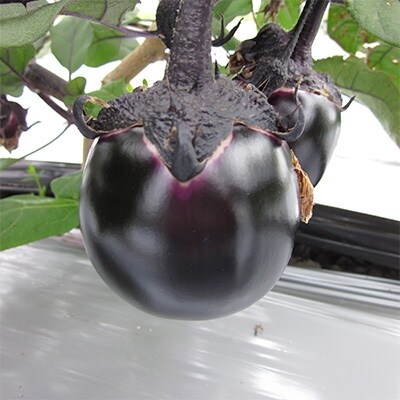 【7月上旬～8月下旬発送】<京・お漬物処やました>京漬物15品と賀茂なす3個セット