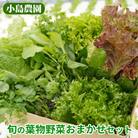 新鮮 旬の葉物野菜セット 7種詰め合わせ《小島農園》