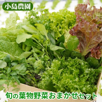 新鮮 旬の葉物野菜セット 7種詰め合わせ《小島農園》