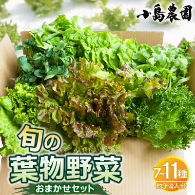 新鮮 旬の葉物野菜 7種～11種 詰め合わせ ボリュームセット《小島農園》