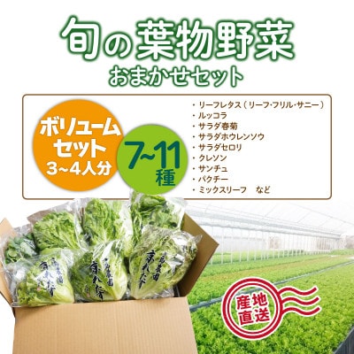新鮮 旬の葉物野菜 7種～11種 詰め合わせ ボリュームセット《小島農園》