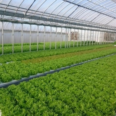 新鮮 旬の葉物野菜セット 7種詰め合わせ《小島農園》
