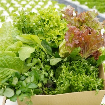 【毎月定期便】新鮮 旬の葉物野菜セット 7種詰め合わせ全6回