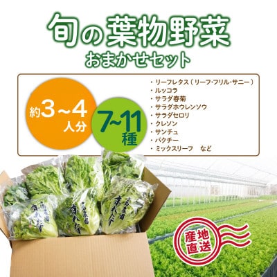 【毎月定期便】新鮮 旬の葉物野菜セット 7種～11種 詰め合わせ 全6回