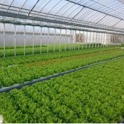 【毎月定期便】新鮮 旬の葉物野菜セット 7種詰め合わせ全6回