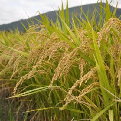 聚楽第 純米酒「亀岡産山田錦 」と聚楽第 純米大吟醸　[720ml各1本]