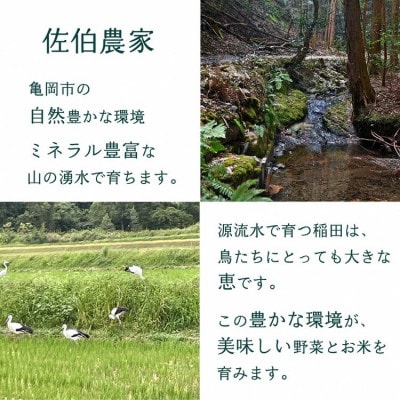 【訳あり】農家直送!佐伯の里の新鮮 季節の野菜セット 7～10品目