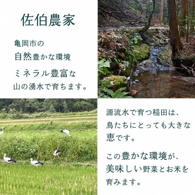 【訳あり】農家直送!旬の野菜7～10品+コシヒカリ2kg 詰め合わせセット 京都佐伯の里