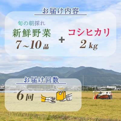 【毎月定期便】訳あり 農家直送!旬の野菜7～10品+コシヒカリ2kg 詰め合わせセット全6回