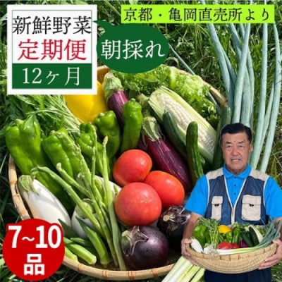 【毎月定期便】訳あり 農家直送!佐伯の里の新鮮 朝採れ野菜(7～10品目)全12回