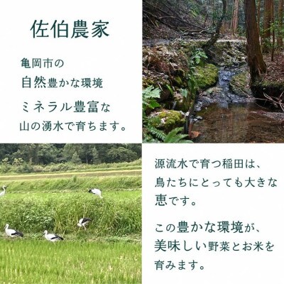 【毎月定期便】訳あり 農家直送!佐伯の里の新鮮 野菜セット(7～10品目)全12回