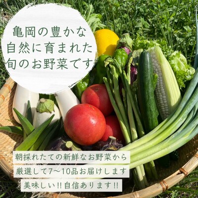 【毎月定期便】訳あり 農家直送!佐伯の里の新鮮 朝採れ野菜(7～10品目)全12回