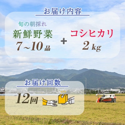 【毎月定期便】訳あり 農家直送!旬の野菜7～10品+コシヒカリ2kg 詰め合わせセット全12回