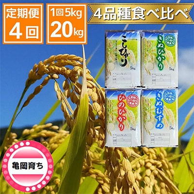 【発送月固定定期便】コシヒカリ・キヌヒカリ・ヒノヒカリ・きぬむすめ食べ比べ　「亀岡育ち」全4回