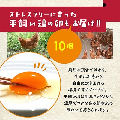 旬の京野菜セットL(平飼い卵付) 詰め合わせ※栽培期間中、農薬・化学肥料不使用＜アスカ有機農園＞
