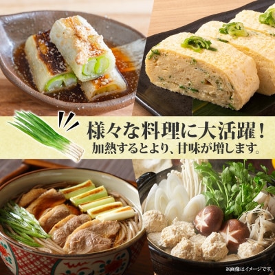 九条ねぎ 原体 根切り 3kg 京のおねぎはん 野菜 産地直送 西陣屋 京都府 亀岡市