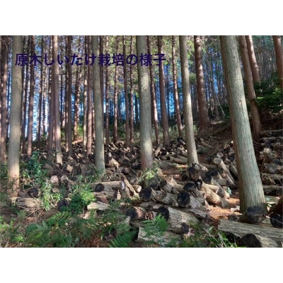 【原木】生しいたけ