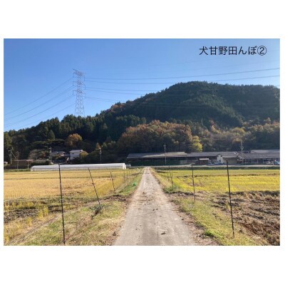 いぬかんの　キヌヒカリ　3kg