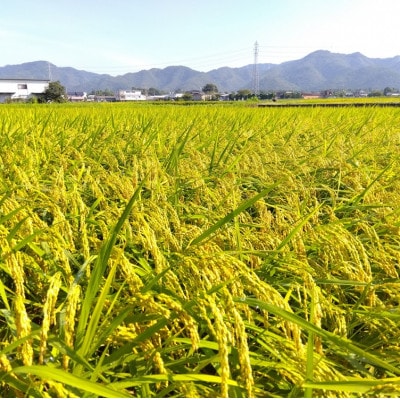 【令和7年産】産地直送 京都丹波産コシヒカリ 10kg 精米したてのお米をお届け