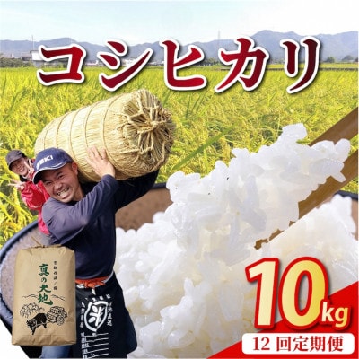 【毎月定期便】農家直送 京都丹波産 コシヒカリ 精米 10kg(10kg×1袋)全12回