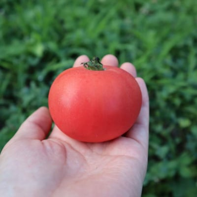 極旨トマトクール便 壮瞥町産　スイート1kg　中玉トマト　SBTAJ016