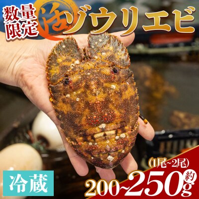 【先行受付】活 ゾウリエビ 計250g(1尾～2尾) 海老 eb-0053