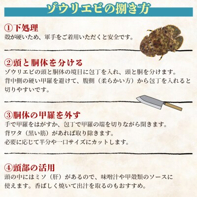 【先行受付】活 ゾウリエビ 計250g(1尾～2尾) 海老 eb-0053
